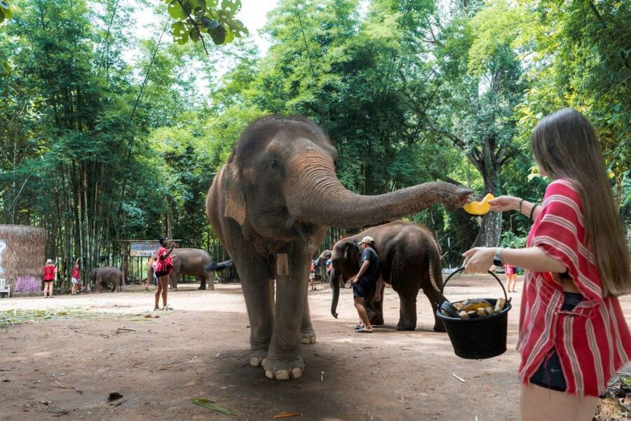 Chiang Mai: Full-Day Kerchor Elephant Eco Park Tour & Trek - Is $57 a good price?