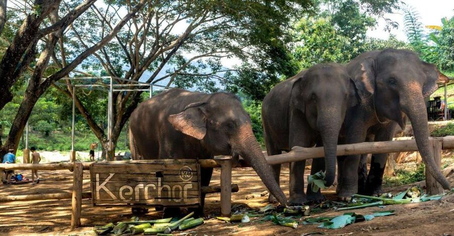 Chiang Mai: Full-Day Kerchor Elephant Eco Park Tour & Trek - Feeding, walking, and watching the elephants