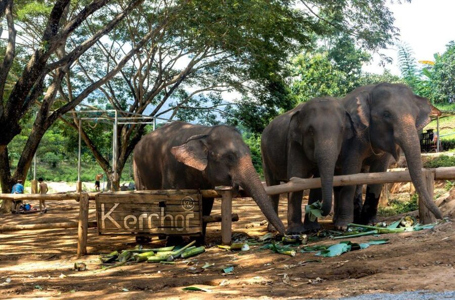 Chiang Mai: Full-Day Kerchor Elephant Eco Park Tour & Trek - Lunch with a view of the park