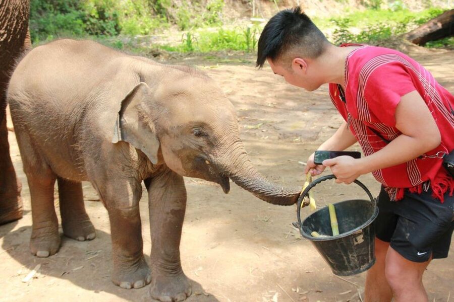 Chiang Mai: Full-Day Kerchor Elephant Eco Park Tour & Trek - Bamboo rafting on the river