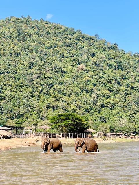 Chiang Mai Full-Day: Trekking, Tubing & Elephant Observation - Who will enjoy this most