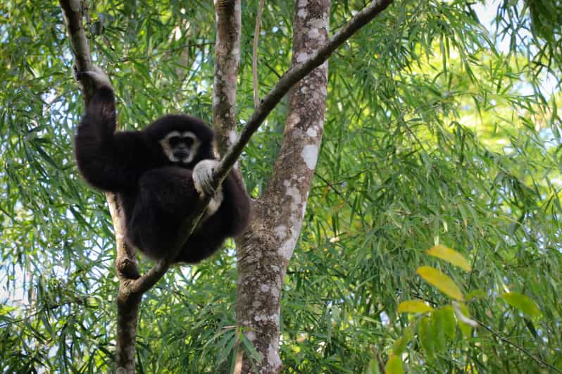 Chiang Mai: Gibbons, Trekking & Mae Kampong Small Group Tour - Key points to know before you book