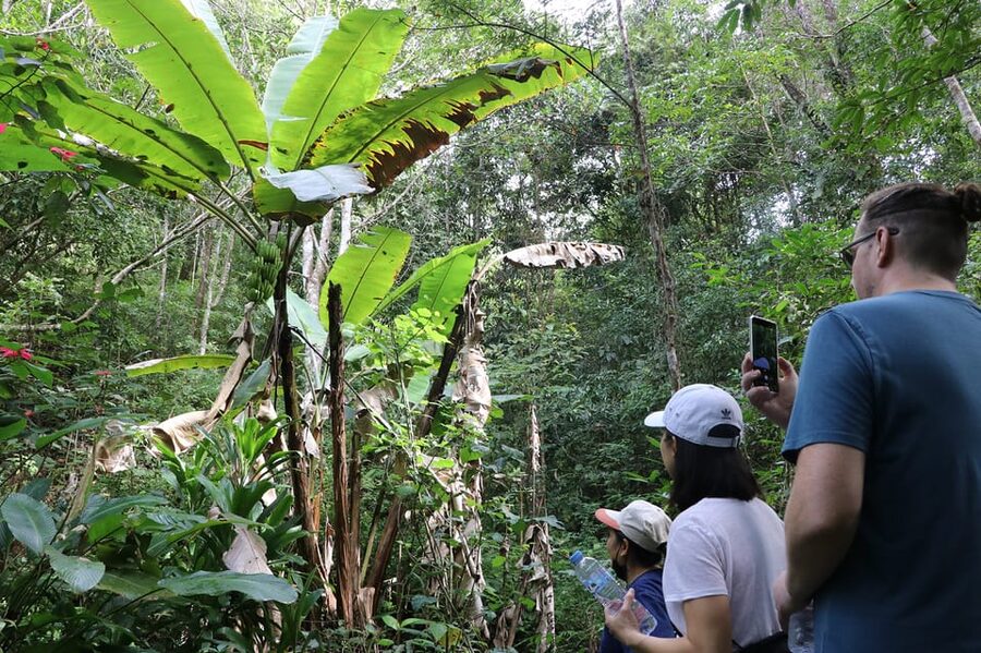 Chiang Mai: Gibbons, Trekking & Mae Kampong Small Group Tour - Mae Kampong village, coffee, and the waterfall