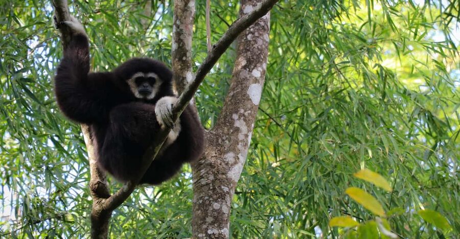 Chiang Mai: Gibbons, Trekking & Mae Kampong Small Group Tour - Rainy-season advice and what to pack