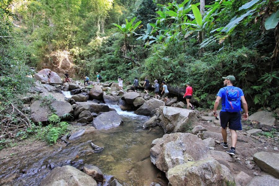 Chiang Mai: Guided Jungle and Waterfall Trek with Transfer - Plant lessons, bamboo crafts, and local stories
