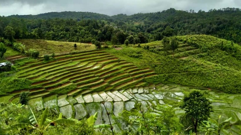 Chiang Mai: Jungle Trek, Elephants care & Bamboo Rafting - The elephant-care question