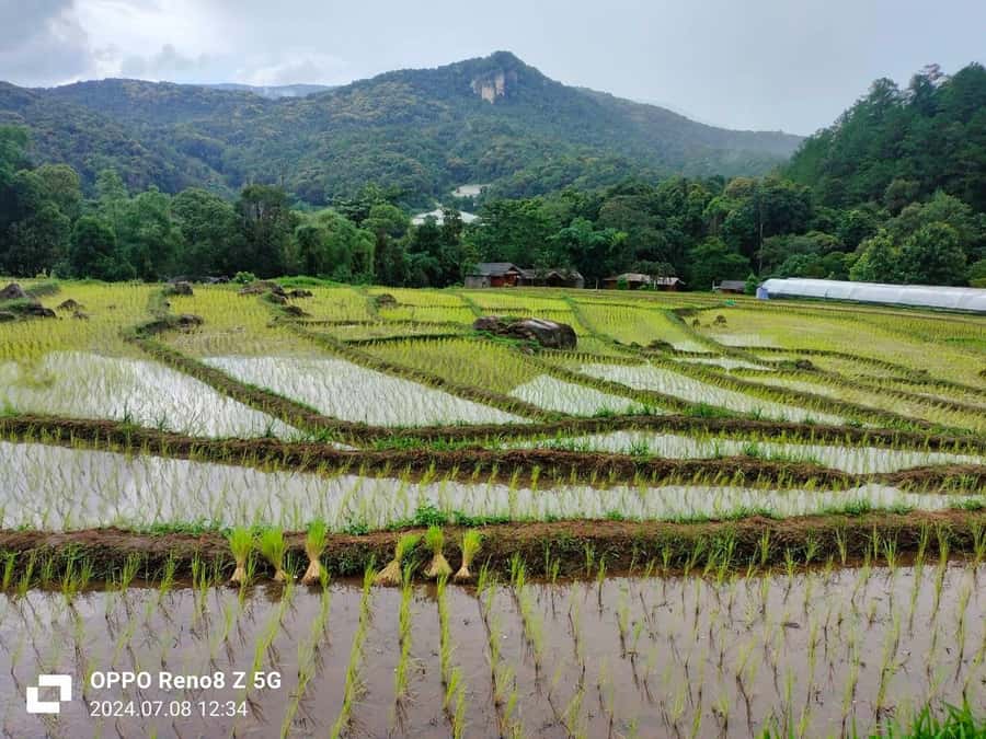 Chiang Mai: Mae Ya Waterfall & Pha Dok Siew Trail Trek - Walking the Pha Dok Siew Nature Trail