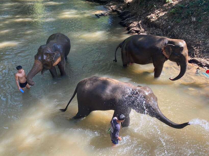 Chiang Mai Untouched Elephant: Nature Walk & Waterfall Trek - Key points to know before booking