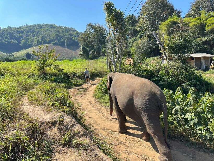 Chiang Mai Untouched Elephant: Nature Walk & Waterfall Trek - Who should book this day