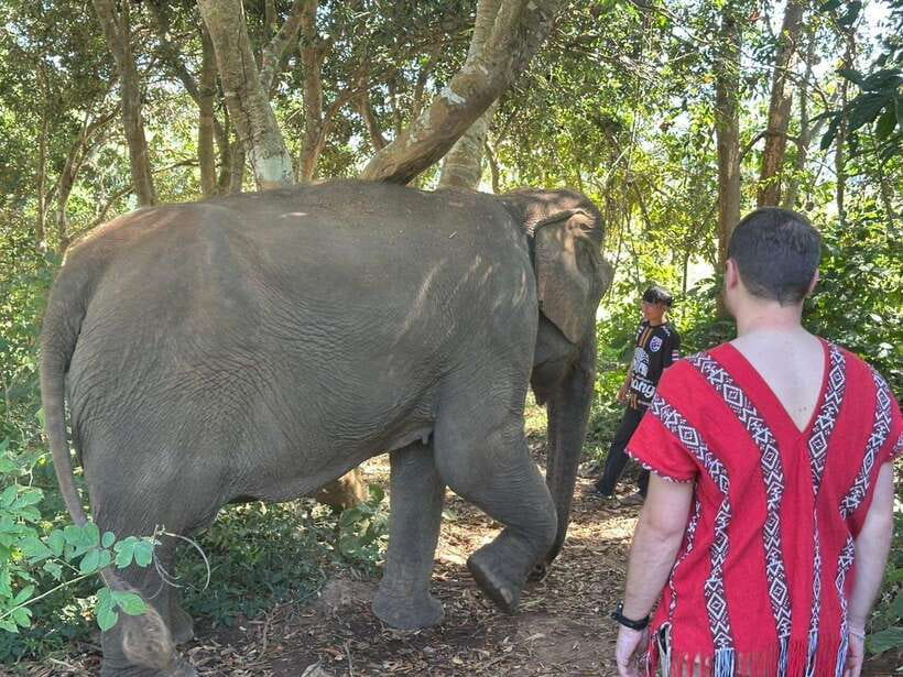 Chiang Mai Untouched Elephant: Nature Walk & Waterfall Trek - Why this elephant experience feels different