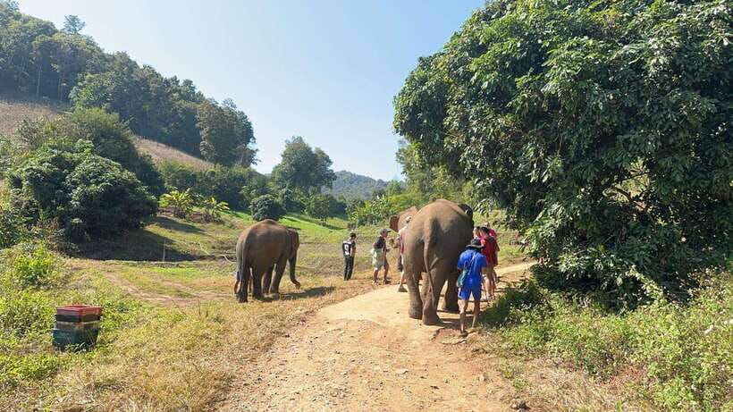 Chiang Mai Untouched Elephant: Nature Walk & Waterfall Trek - What the $51 price includes