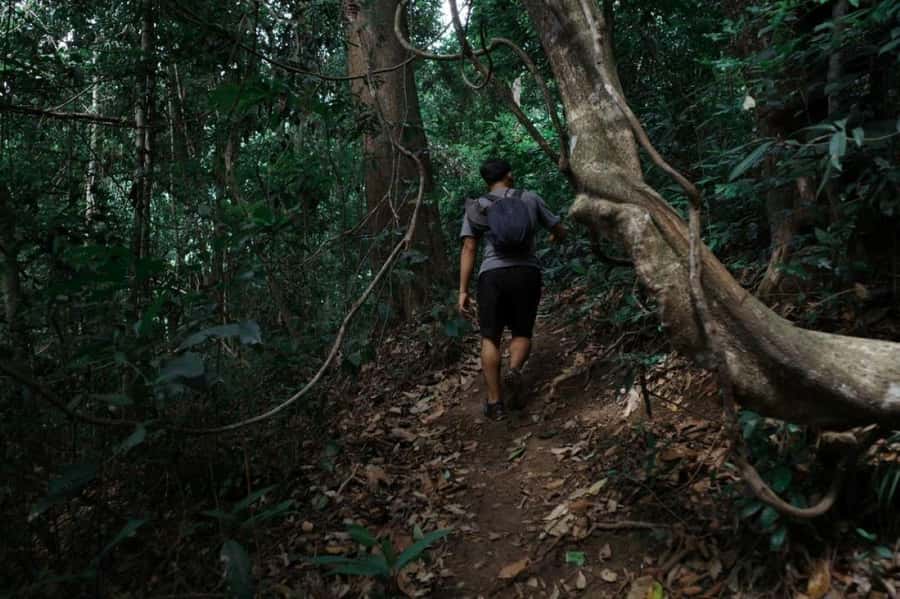 Chiangmai : Doi Pui Summit Hiking Experience - Wat Phra That Doi Suthep and the City Below