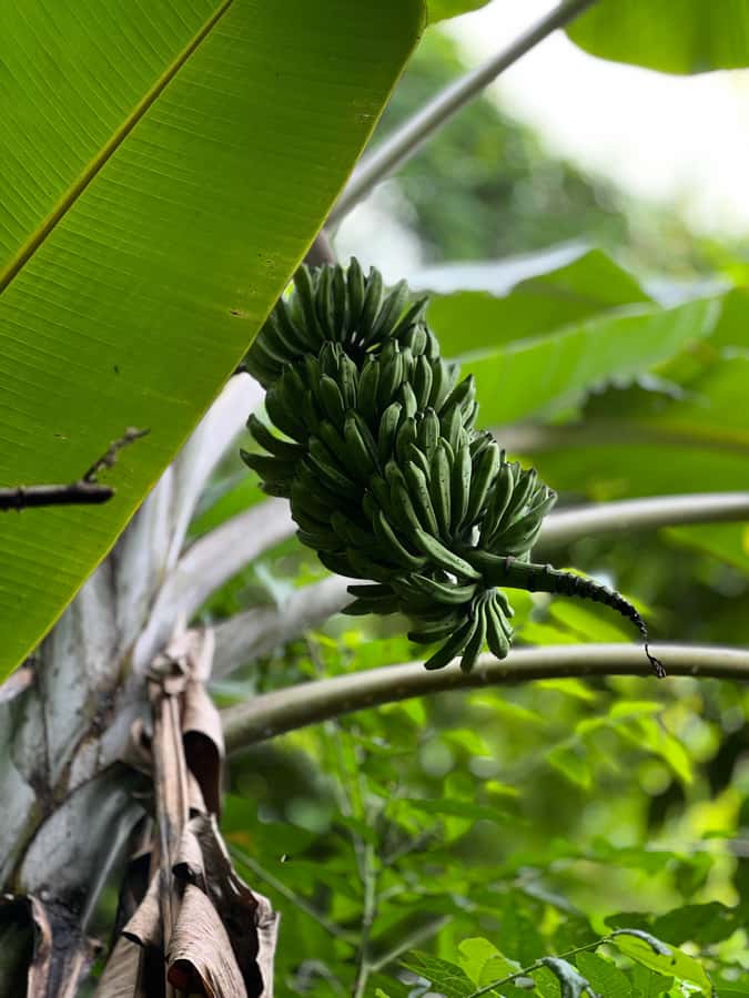 Chingmai Sunrise Hike & Cultural Traditions - Lunch brings the morning back to Chiang Mai