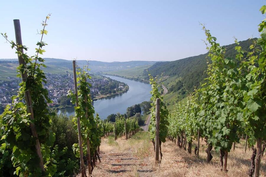 Cochem, Moselle: Wine experience hike with boat trip - Walking the Moselle vineyards with the winemaker