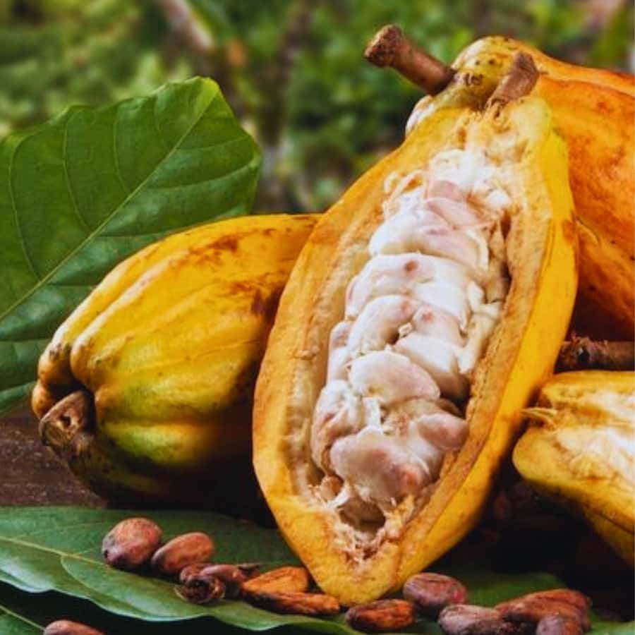 Coffee, Cocoa and Trekking Tour in Minca: Nature, Crops and Production - Who Should Book This Tour?