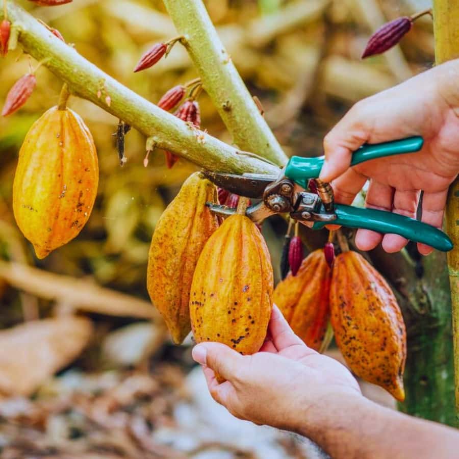 Coffee, Cocoa and Trekking Tour in Minca: Nature, Crops and Production - What This Minca Experience Really Offers