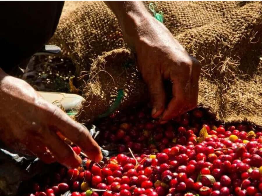 Coffee, Cocoa and Trekking Tour in Minca: Nature, Crops and Production - Finca San Rafael and the Coffee Process