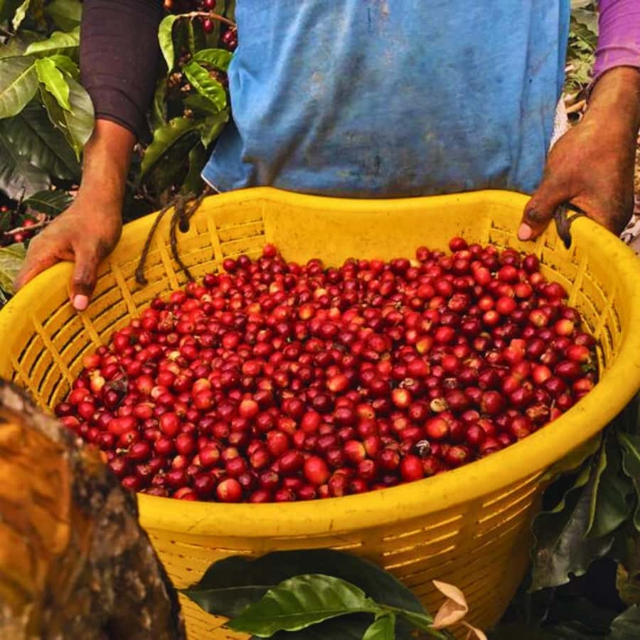 Coffee, Cocoa and Trekking Tour in Minca: Nature, Crops and Production - Starting at Parque de Minca