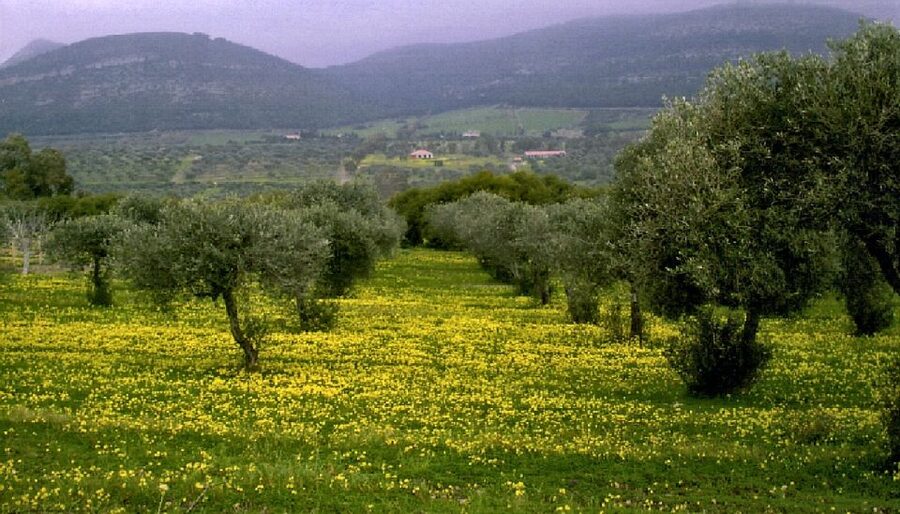 Corfu: Hiking in Olive Groves,Village,Sunset,with Swim Stop - The guide makes the difference