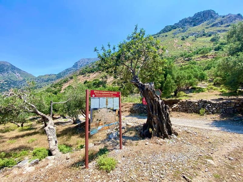 Crete: Kavousi Canyon Guided Hike & Beach Swim - The ancient olive tree of Kavousi
