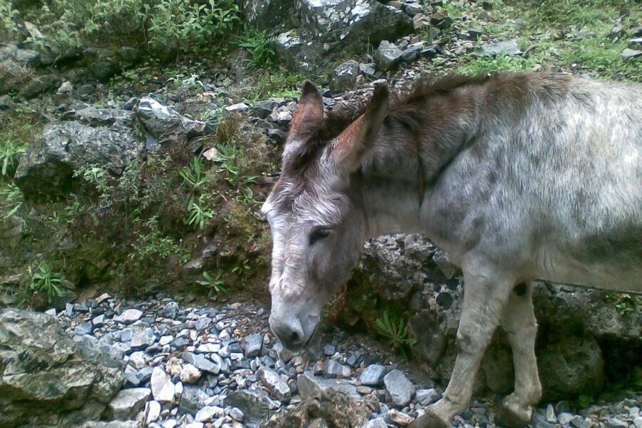 Crete: Samaria Gorge Hiking with transfer and expert Escort - The narrow gorge is the day’s visual peak