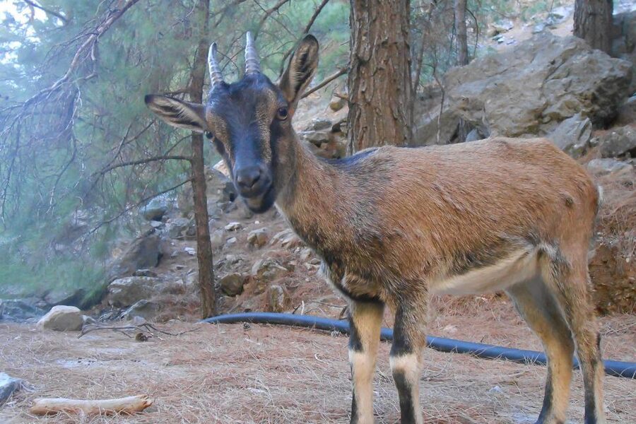 Crete: Samaria Gorge Hiking with transfer and expert Escort - Who should book this Crete hiking tour?