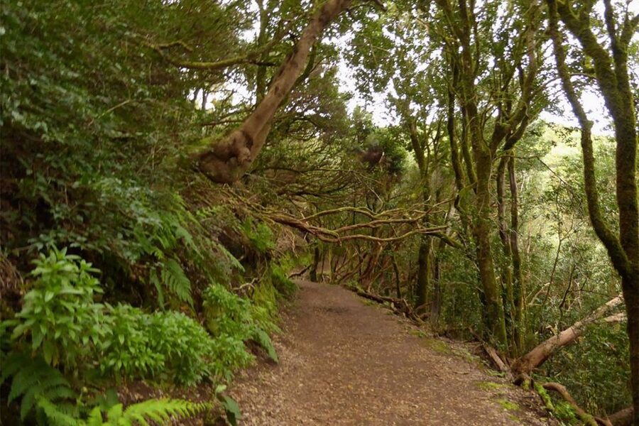 Cruz del Carmen: Hiking in Anaga with Local Food Products - Key points to know before you go