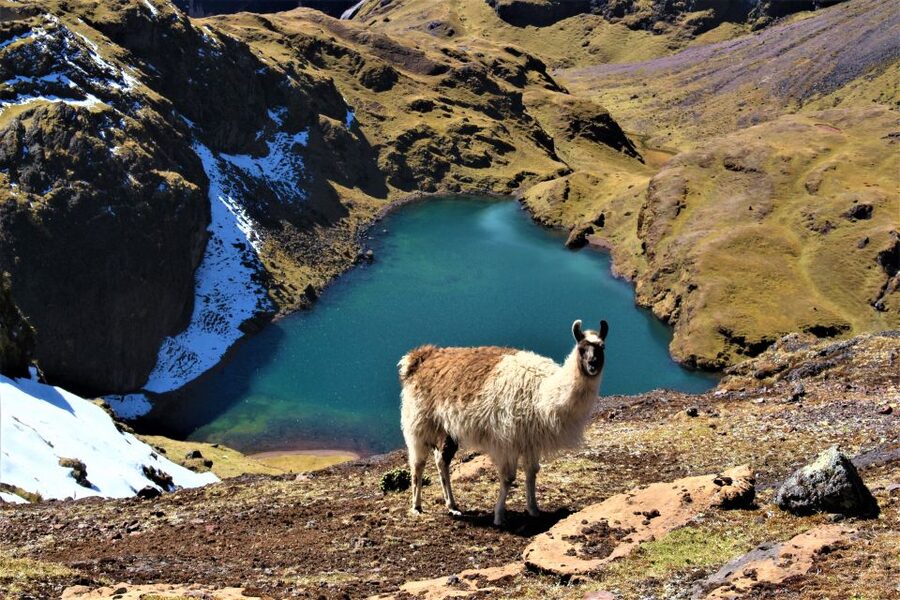 Cusco: 4-Day Lares Trek to Machu Picchu with Panoramic Train - Is $690 a fair price?