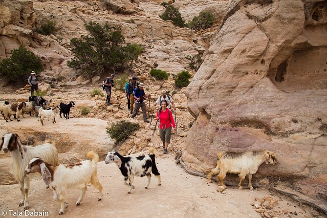 Dana to Petra Trek + Wadi Rum & the Dead Sea - 9 Days - What the $1,595 Price Really Covers