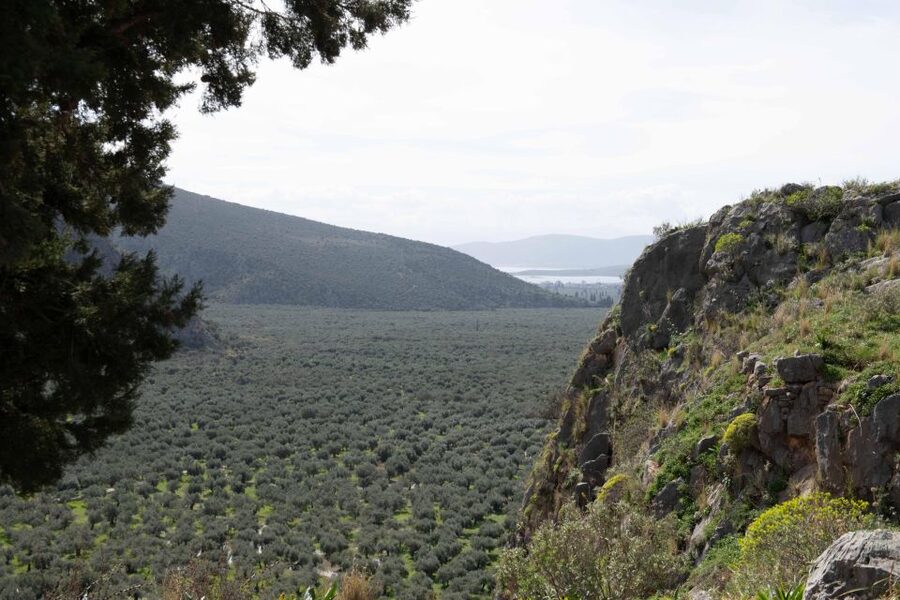 Delphi: Easy Hike on Ancient Path through the Olive Groves - Walking downhill from Delphi to Chriso