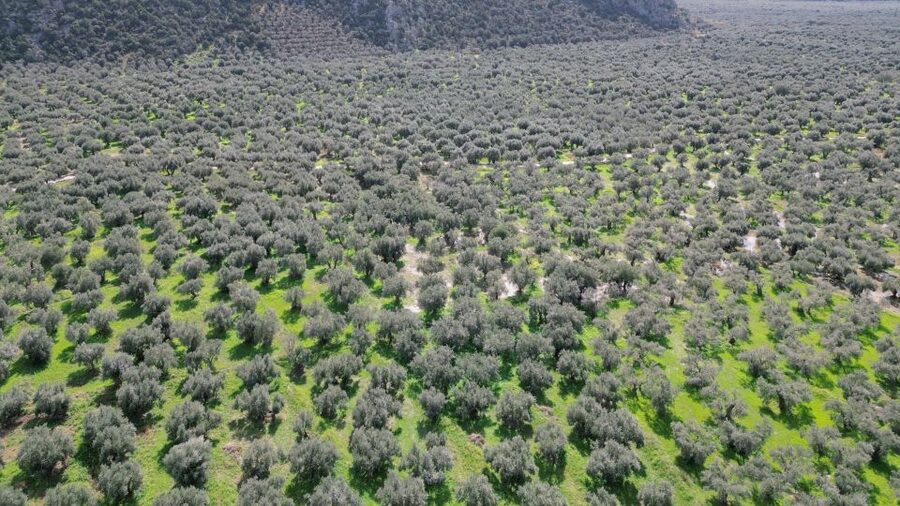 Delphi: Easy Hike on Ancient Path through the Olive Groves - Olive groves, farming, and local stories