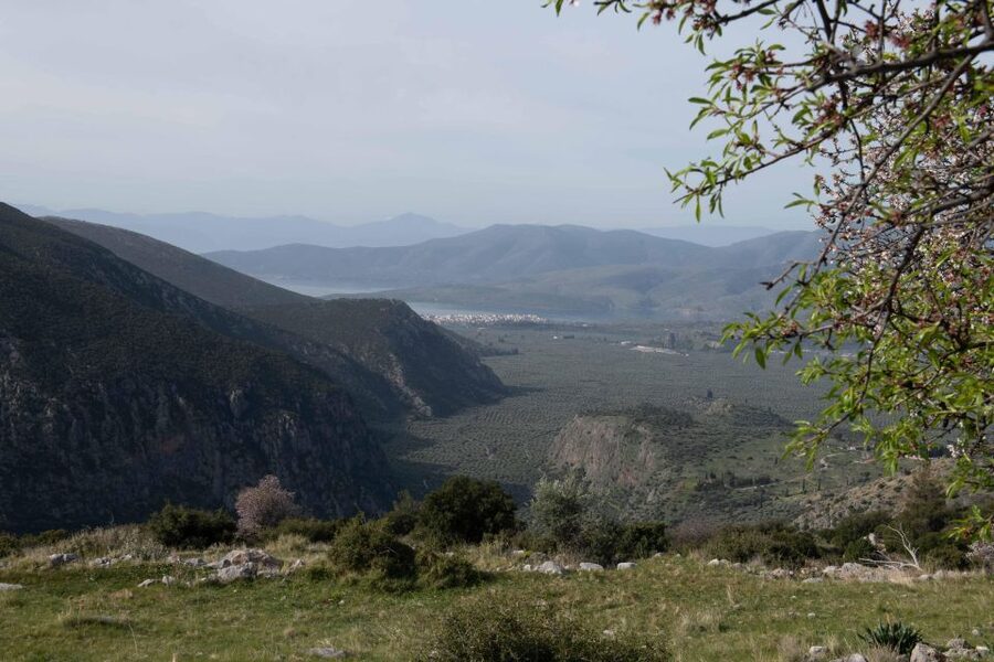 Delphi: Easy Hike on Ancient Path through the Olive Groves - What the guide adds to the experience