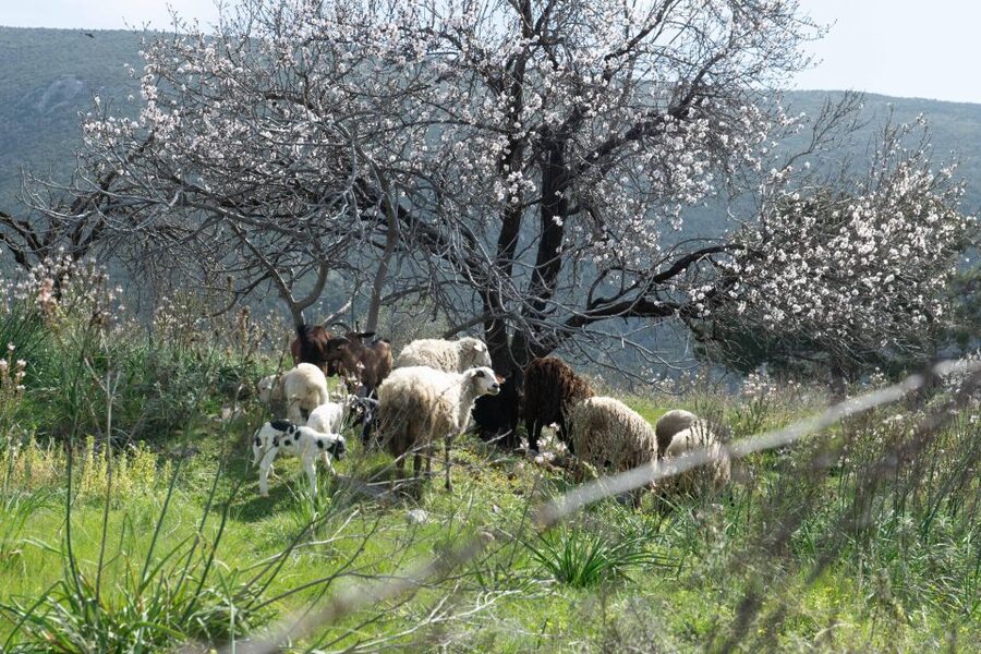 Delphi: Easy Hike on Ancient Path through the Olive Groves - Who should book this walk?