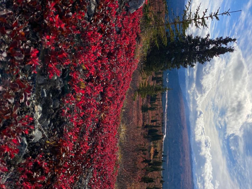 Denali: 5-Hour Guided Wilderness Hiking Tour - Key points to know before booking