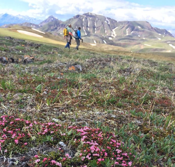 Denali: 5-Hour Guided Wilderness Hiking Tour - The guide turns a hard hike into a lesson