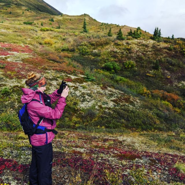 Denali: 5-Hour Guided Wilderness Hiking Tour - From spruce forest to open tundra