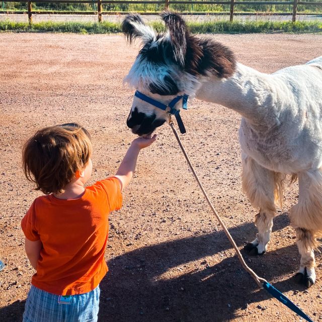 Denver: Llama Hike in the Rocky Mountains - Key points at a glance