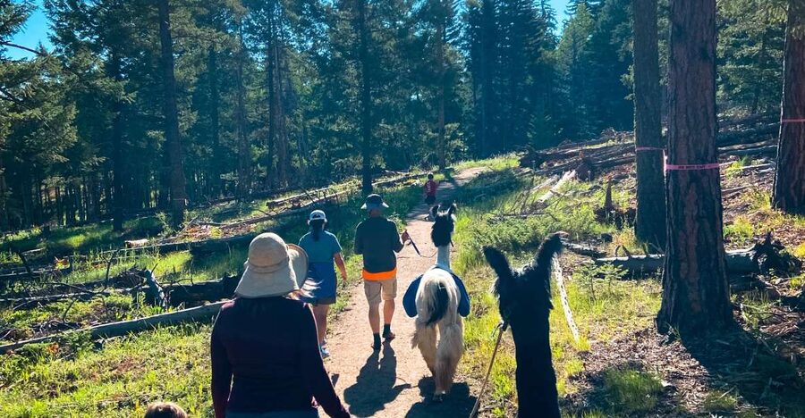 Denver: Llama Hike in the Rocky Mountains - Why a llama hike is different from a regular mountain walk