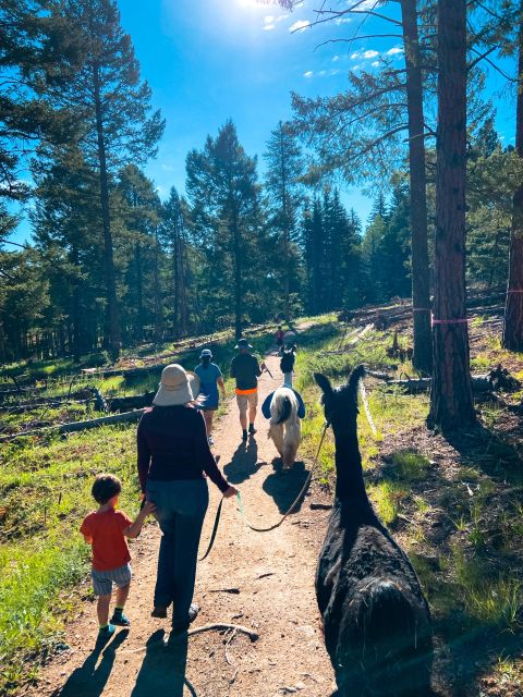 Denver: Llama Hike in the Rocky Mountains - A slow walk through pine forest and open meadow