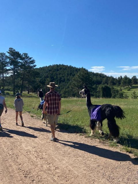 Denver: Llama Hike in the Rocky Mountains - Learning to lead a llama without rushing