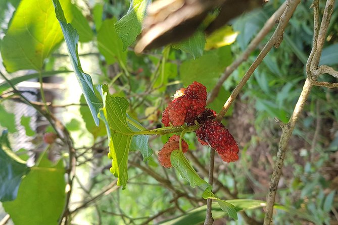 Doi inthanon National Park + 2Hour Fantastic Trekking with Lunch - Hmong market and Wachirathan Falls