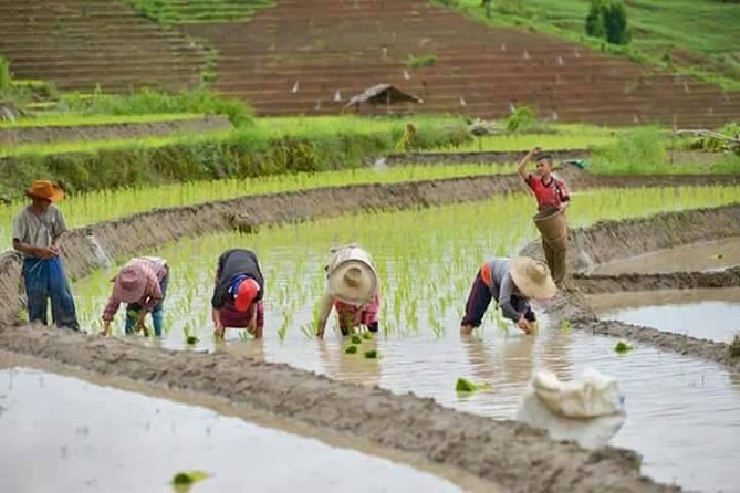 Doi inthanon National Park + 2Hour Fantastic Trekking with Lunch - Guides, group size, and the real pace of the tour