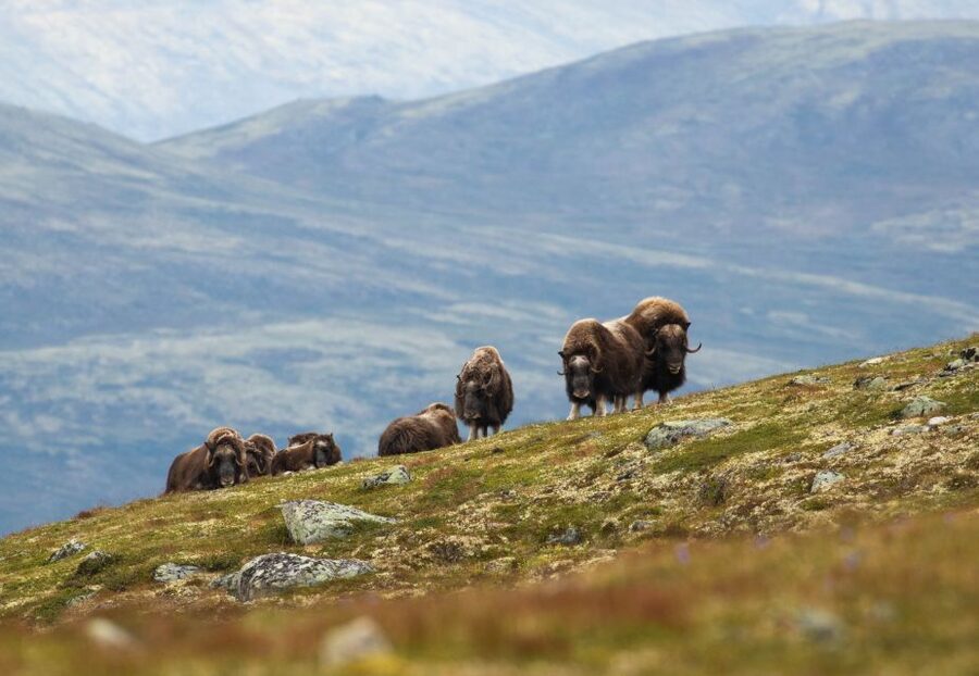 Dovrefjell National Park: Hiking Tour and Musk Ox Safari - Starting at Hjerkinn at 9:45