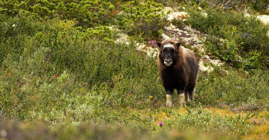 Dovrefjell National Park: Hiking Tour and Musk Ox Safari - Watching musk ox from a safe distance
