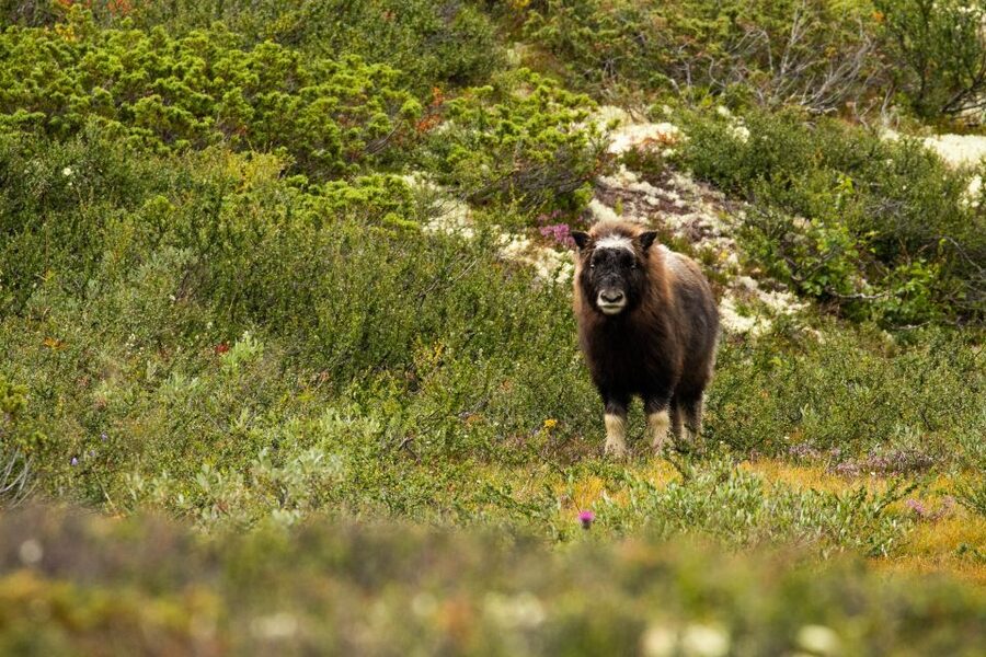 Dovrefjell National Park: Hiking Tour and Musk Ox Safari - Weather, clothing, and lunch