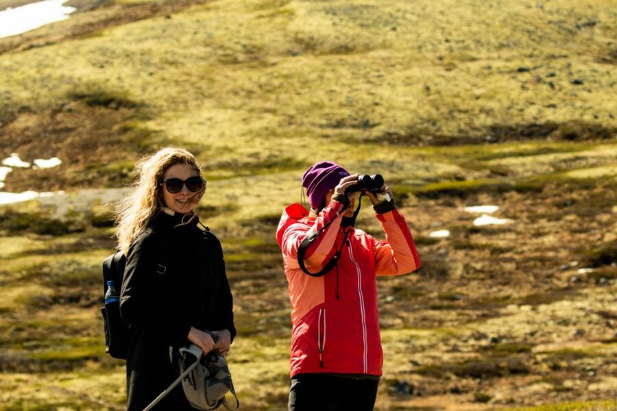 Dovrefjell National Park: Hiking Tour and Musk Ox Safari - Why the $64 price can make sense