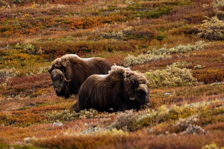 Dovrefjell National Park: Hiking Tour and Musk Ox Safari - Who should book this safari?