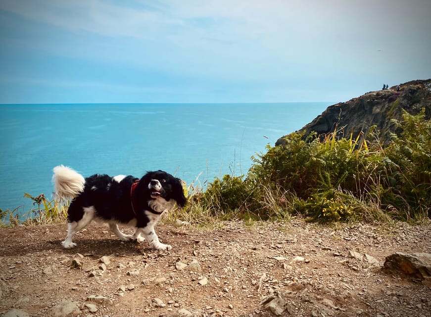 Dublin: Dublin Coastal Hike and Pints & Puppies - A 700-year-old castle and St. Mary’s Abbey