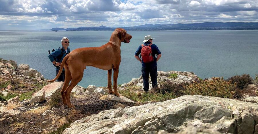 Dublin: Howth Coastal Hiking Tour - Five things to know before you book