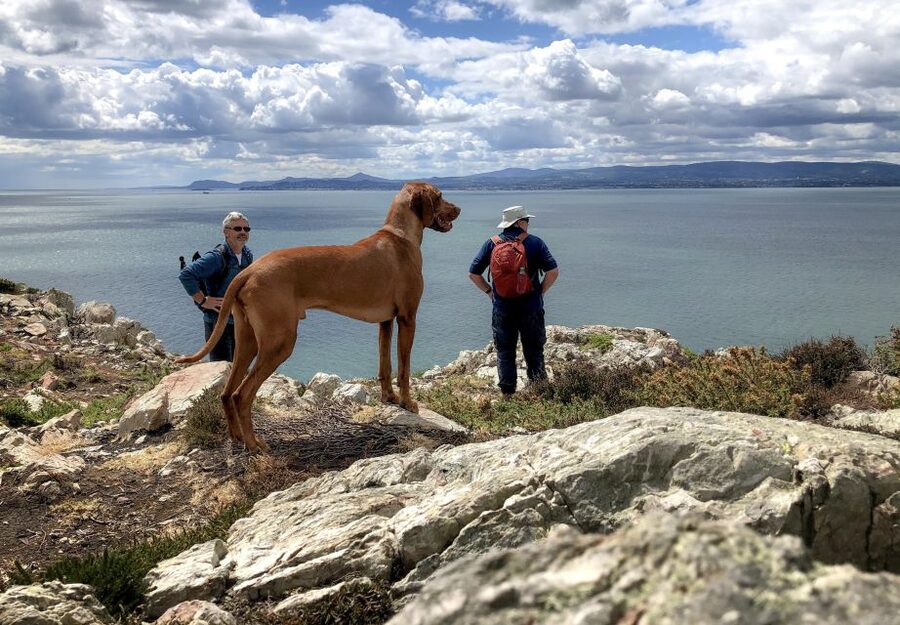 Dublin: Howth Coastal Hiking Tour - Climbing through village lanes and heathland